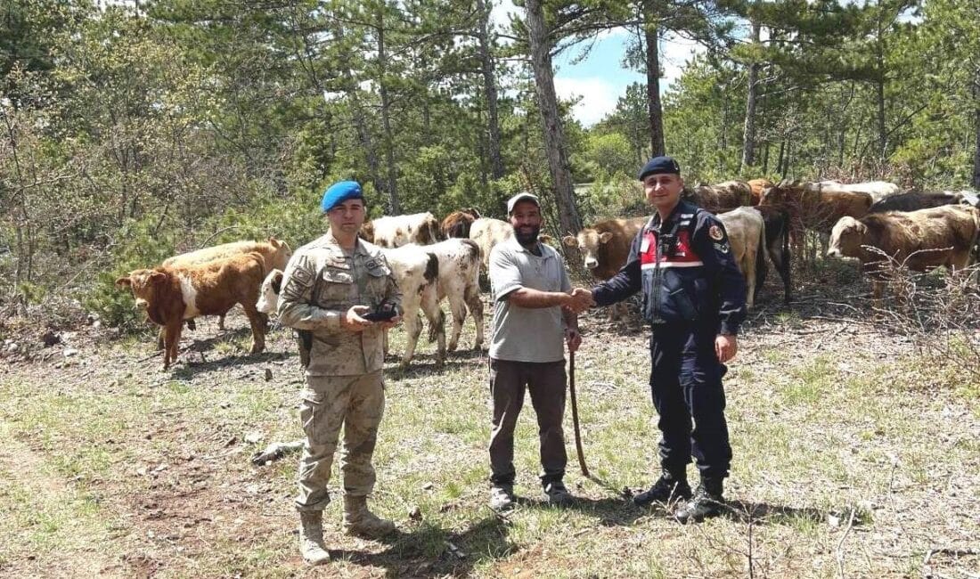 Kütahya'nın Soğukçeşme köyünde kaybolan 19 büyükbaş hayvan, jandarma ekipleri tarafından