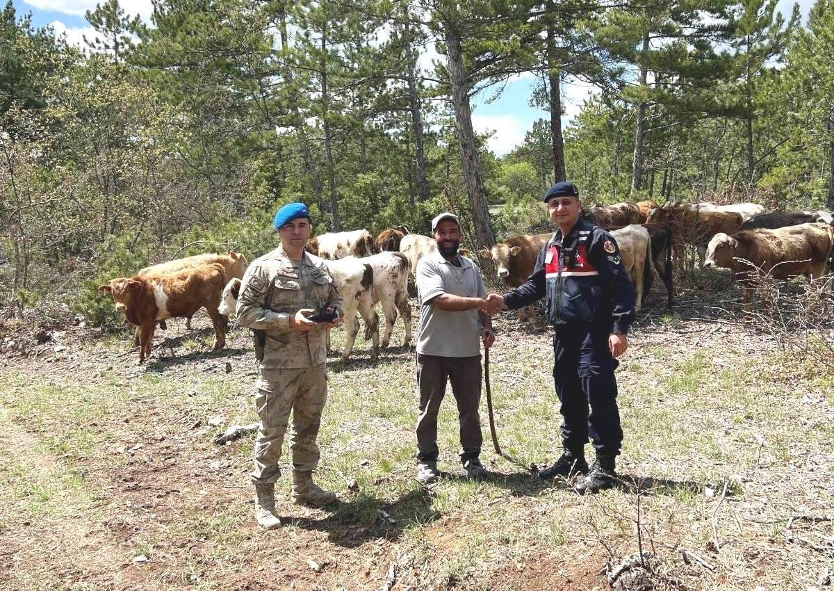 Kütahya'nın Soğukçeşme köyünde kaybolan 19 büyükbaş hayvan, jandarma ekipleri tarafından