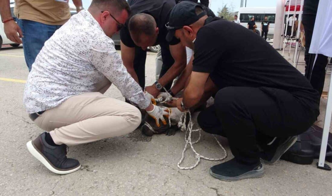 Malatya'daki bir alışveriş merkezinde düzenlenen etkinlikte, kontrolsüz bir pitbull kalabalığa
