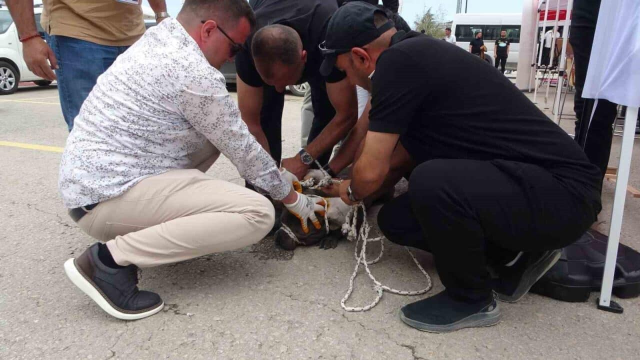 Malatya'daki bir alışveriş merkezinde düzenlenen etkinlikte, kontrolsüz bir pitbull kalabalığa