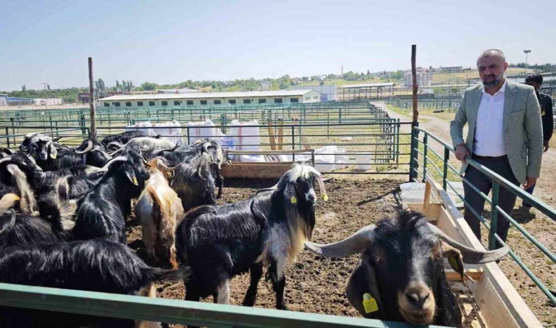 Malatya'da Kurban Bayramı öncesinde küçükbaş hayvan satışları beklenen hareketliliği henüz