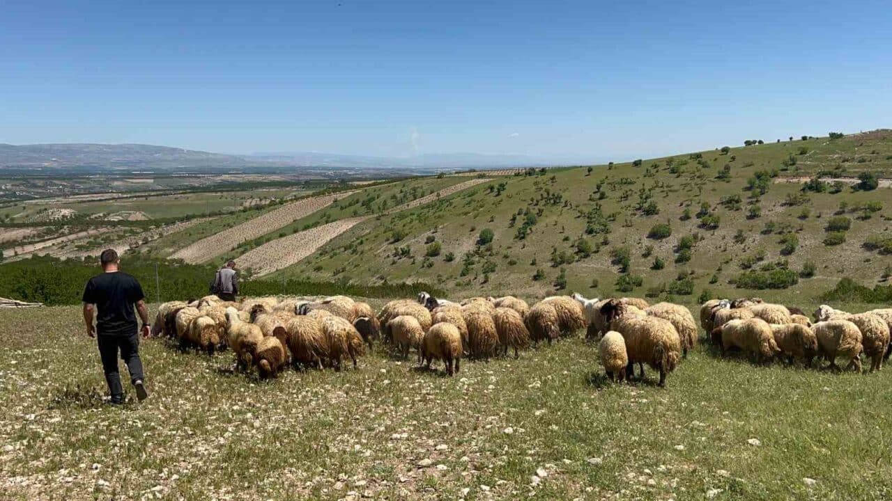 Malatya'da küçükbaş hayvancılık yapan üreticiler, baharın gelmesiyle yaylalara göç etmeye
