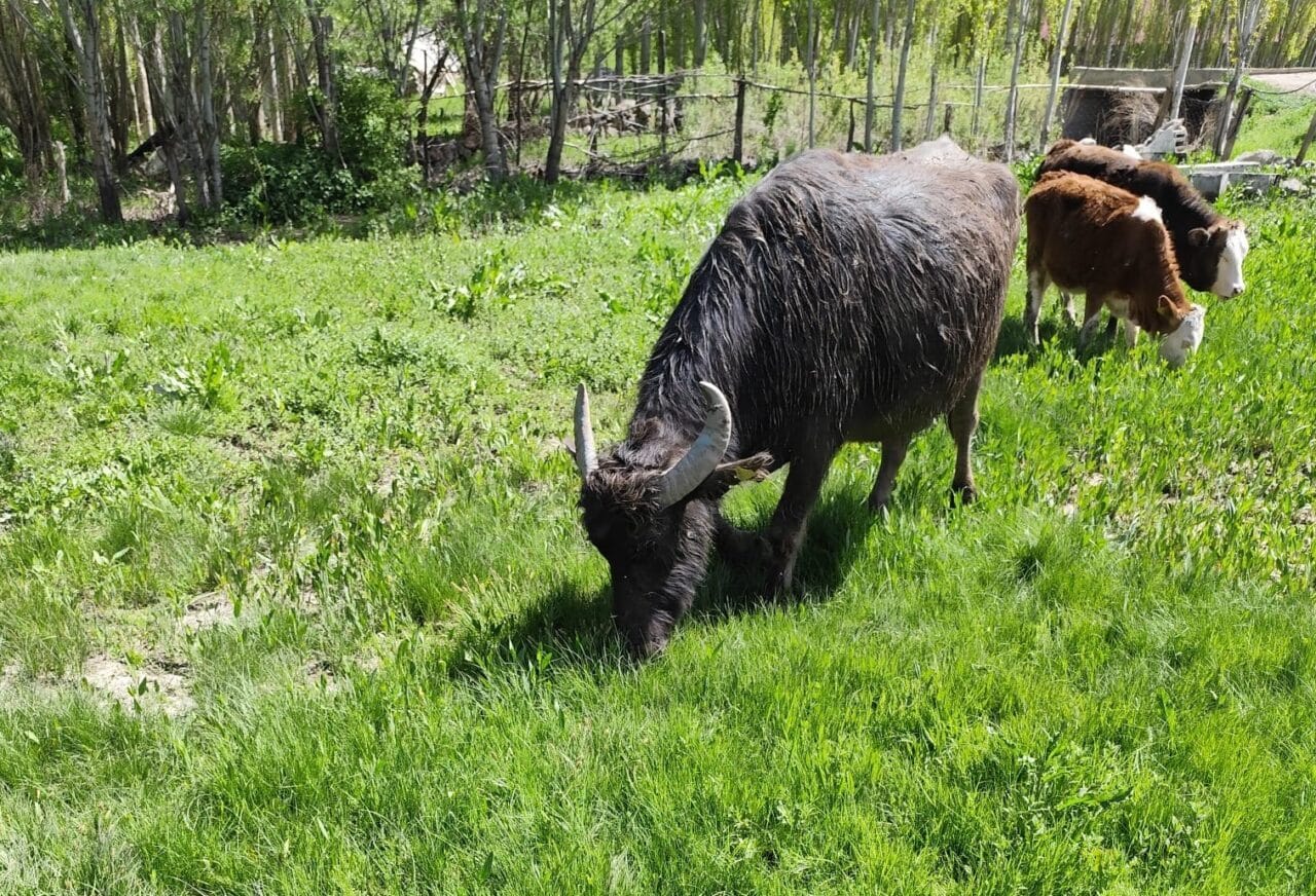 Muş'un Malazgirt ilçesinde kaybolan manda, 50 kilometre uzaktaki Ağrı'nın Patnos