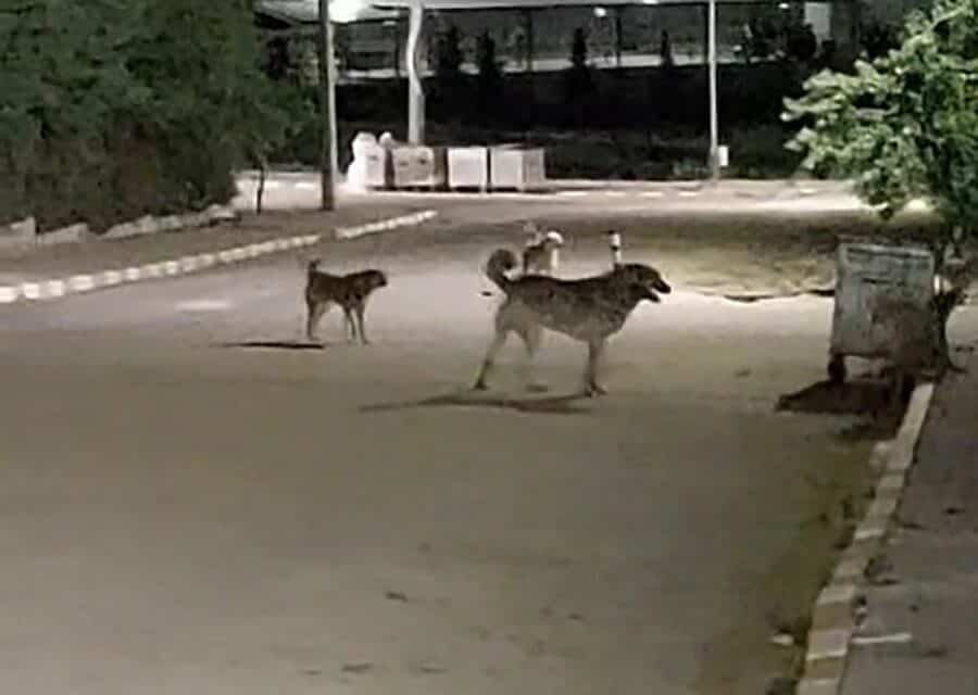 Malkara OSB’deki Geceyi Şaşırtan Sokak Köpekleri, Çalışanlarda Tedirginlik Yaratıyor Tekirdağ Malkara Organize Sanayi Bölgesi'nde sokak köpeklerinin gruplar halinde dolaşması,
