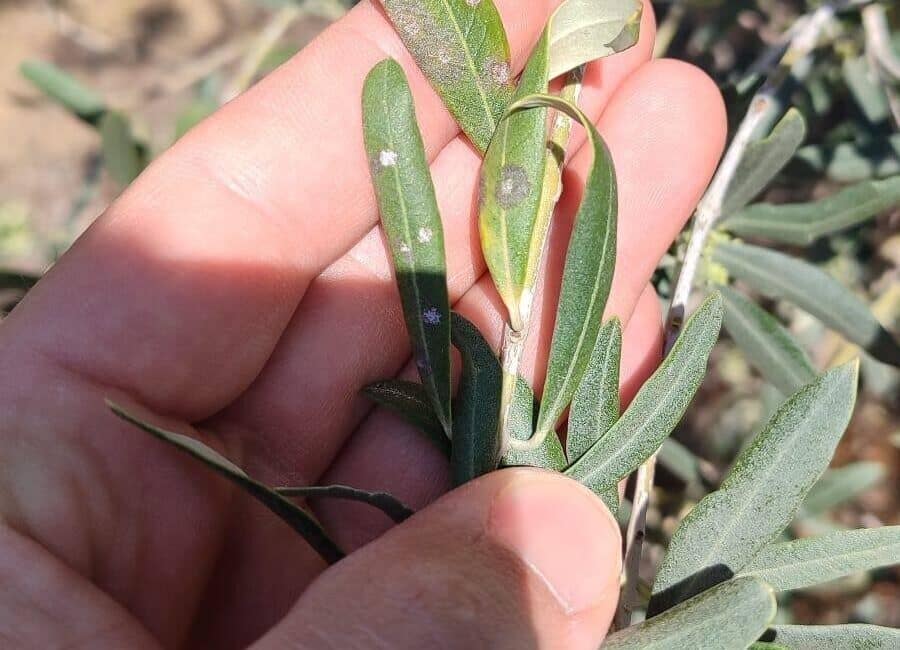Salihli Tarım Müdürlüğü’nden Zeytin Üreticilerine Dal Kanseri ve Halkalı Leke Uyarısı Salihli İlçe Tarım ve Orman Müdürlüğü, Manisa'daki zeytin üreticilerini dal