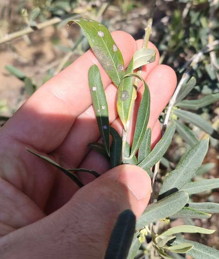 Salihli İlçe Tarım ve Orman Müdürlüğü, Manisa'daki zeytin üreticilerini dal