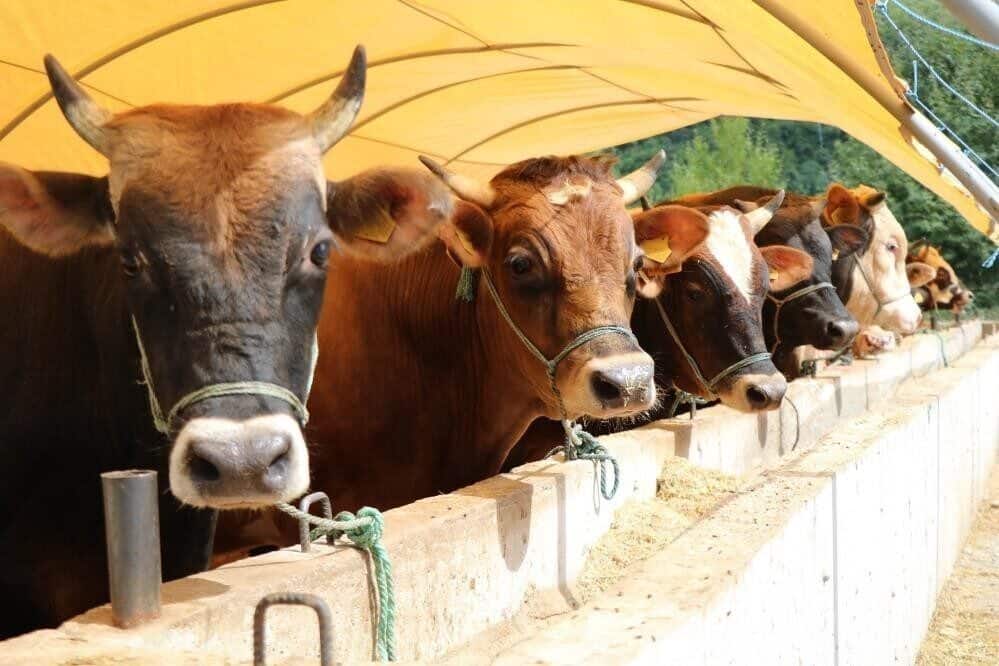Kurban Bayramı öncesi zincir marketlerde kurbanlık satışları başladı. Migros, İslami