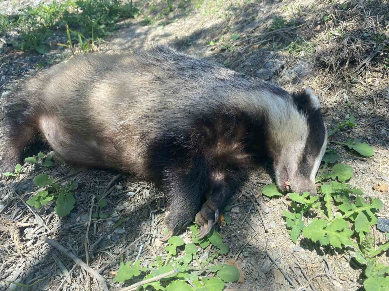 Orhangazi-İznik yolunda, nesli tükenme tehlikesi altındaki bir Avrupa porsuğu ölü