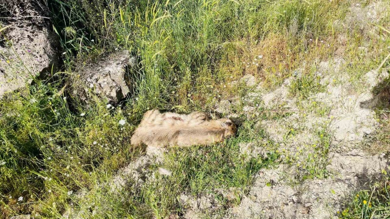 Adıyaman'ın Gerger ilçesinde bir otomobil, karayoluna aniden çıkan nesli tükenme