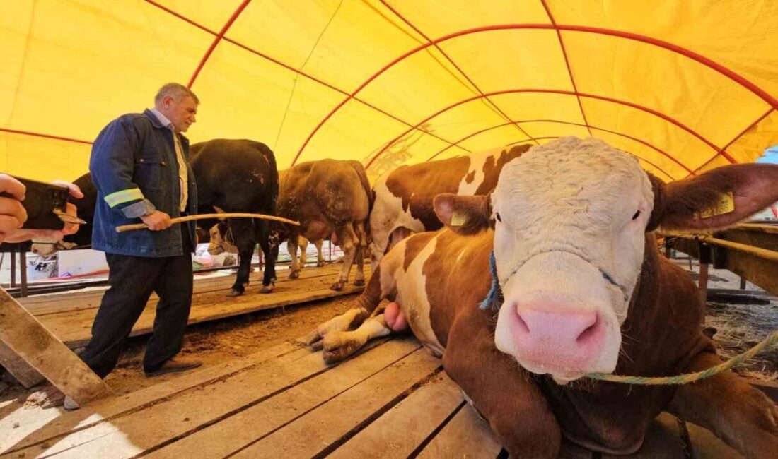 Kurban Bayramı öncesi Karadeniz Ereğli Hayvan Pazarı'nda Yozgat'tan gelen Bahri