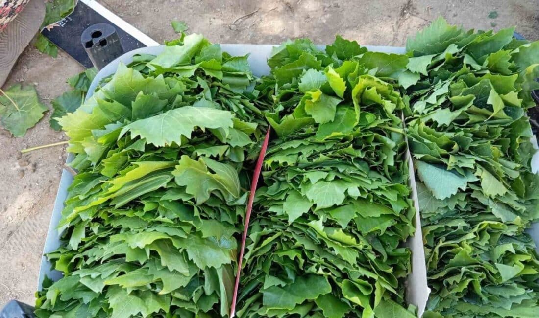 Manisa’nın Sarıgöl ilçesinde taze bağ yaprağı alım sezonu başladı. Kadınlar