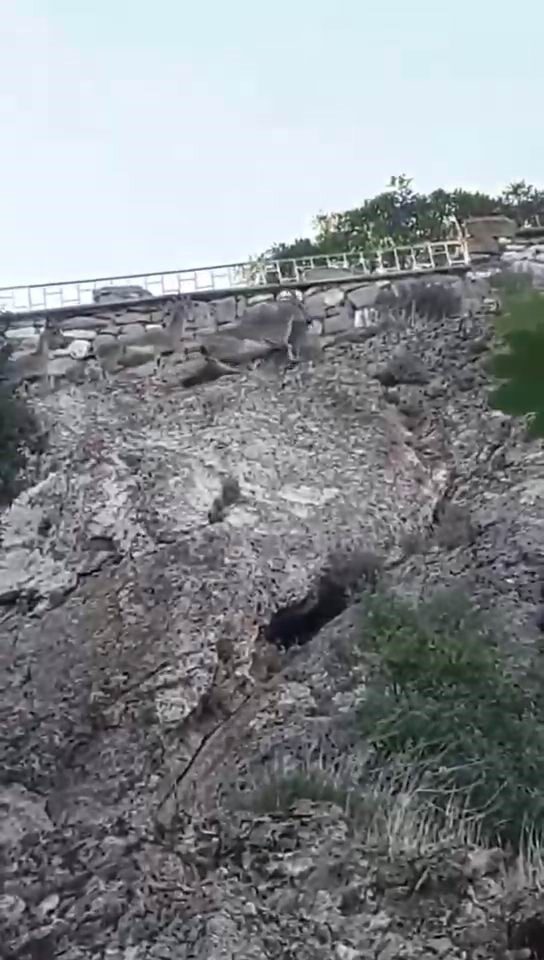 Elazığ'da Harput Mahallesi'nde nesli tükenme tehlikesi altındaki dağ keçileri, yön