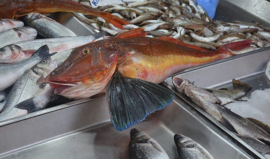 Sinop'ta balıkçılar tarafından yakalanan 5 kilogramlık kırlangıç balığı, nadir bulunması