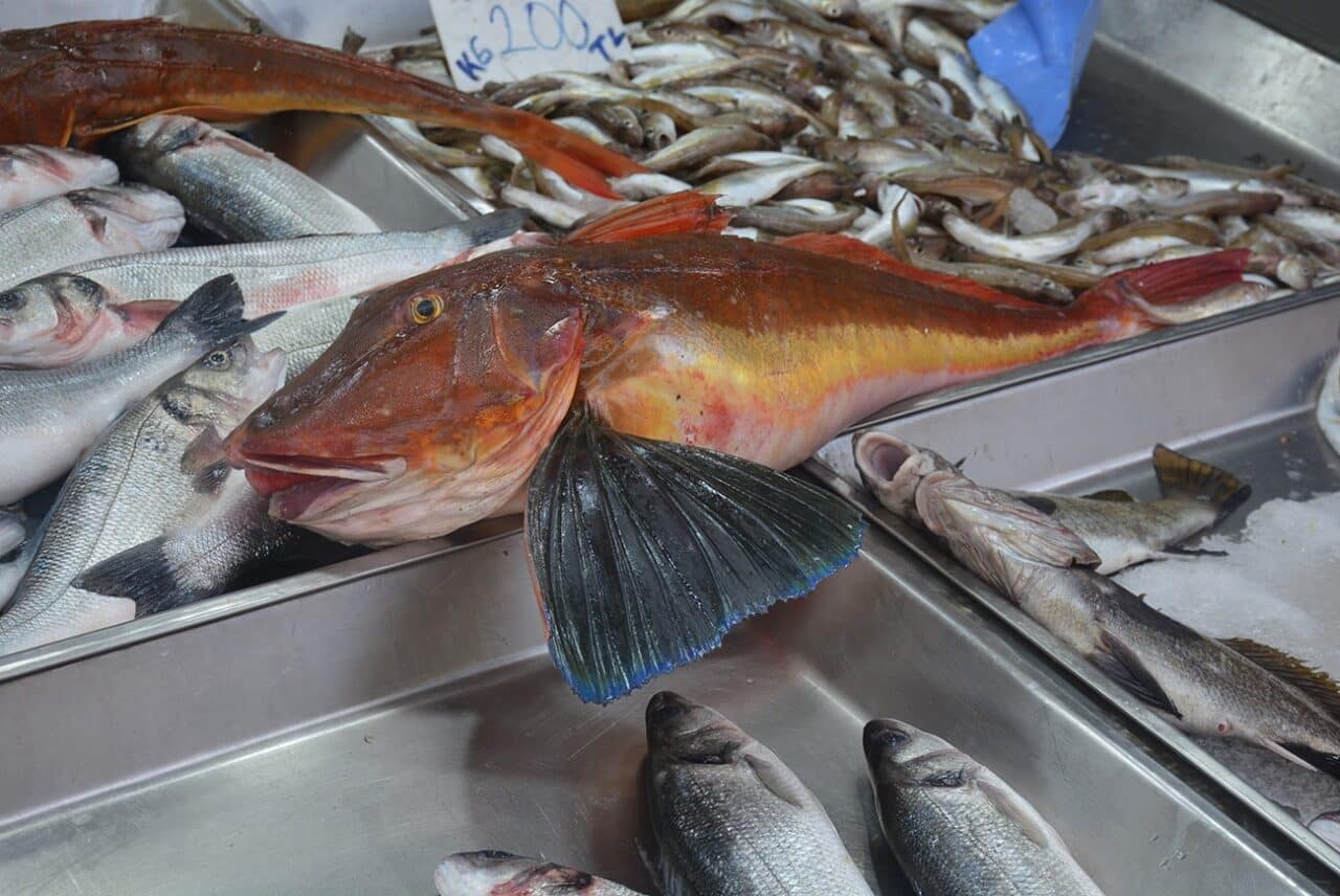 Sinop'ta balıkçılar tarafından yakalanan 5 kilogramlık kırlangıç balığı, nadir bulunması
