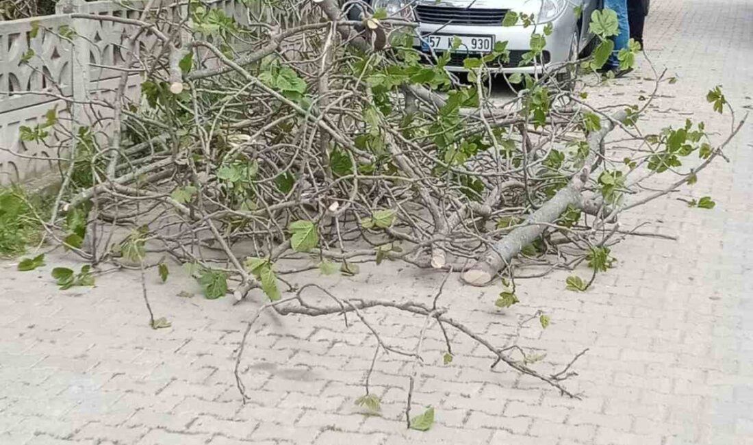 Sinop'un Ada Mahallesi'nde bir incir ağacı, park halindeki bir arabanın