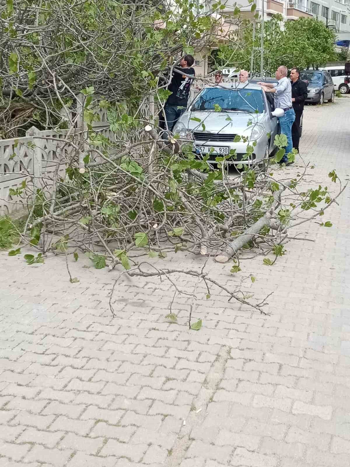 Sinop'un Ada Mahallesi'nde bir incir ağacı, park halindeki bir arabanın