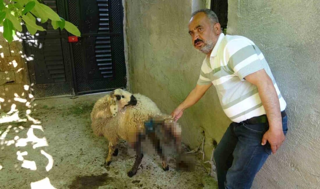 Adıyaman'ın Besni ilçesinde Sugözü köyünde başıboş sokak köpekleri, Mehmet Korkmaz