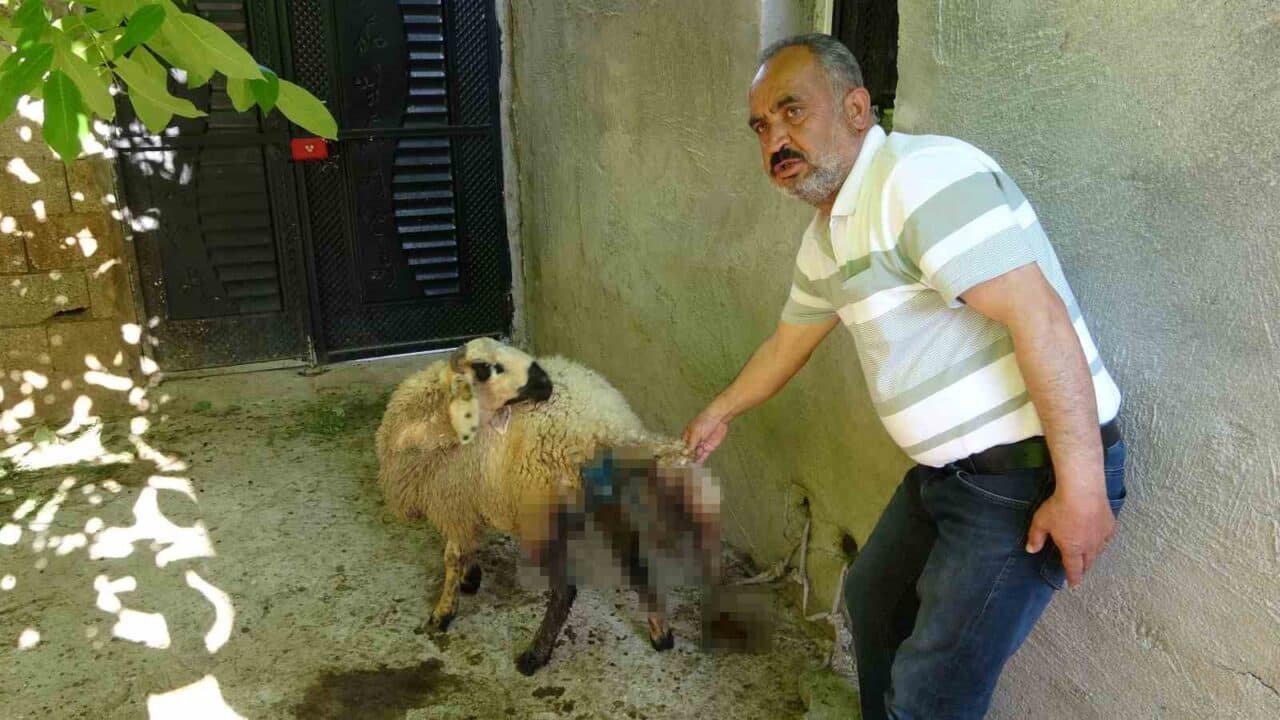 Adıyaman'ın Besni ilçesinde Sugözü köyünde başıboş sokak köpekleri, Mehmet Korkmaz
