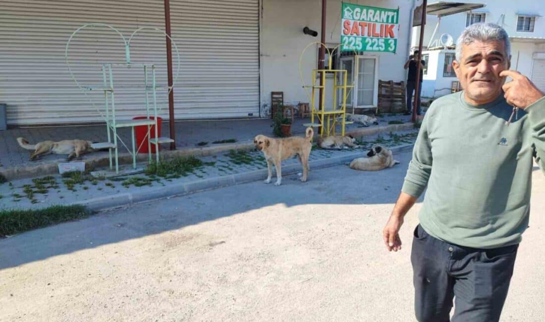 Adana'da sokak köpeklerinin tehlike arz etmesi üzerine birçok vatandaş, Adana