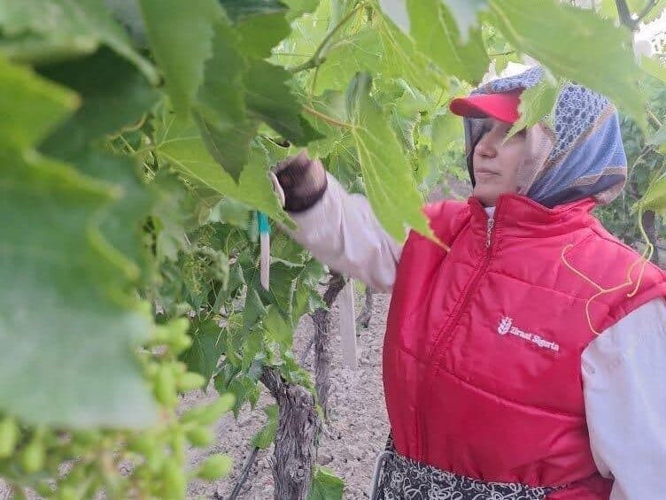 Manisa'nın Sarıgöl Ovası'ndaki Çekirdeksiz Sultaniye üzüm bağlarında üreticiler, sabahın erken