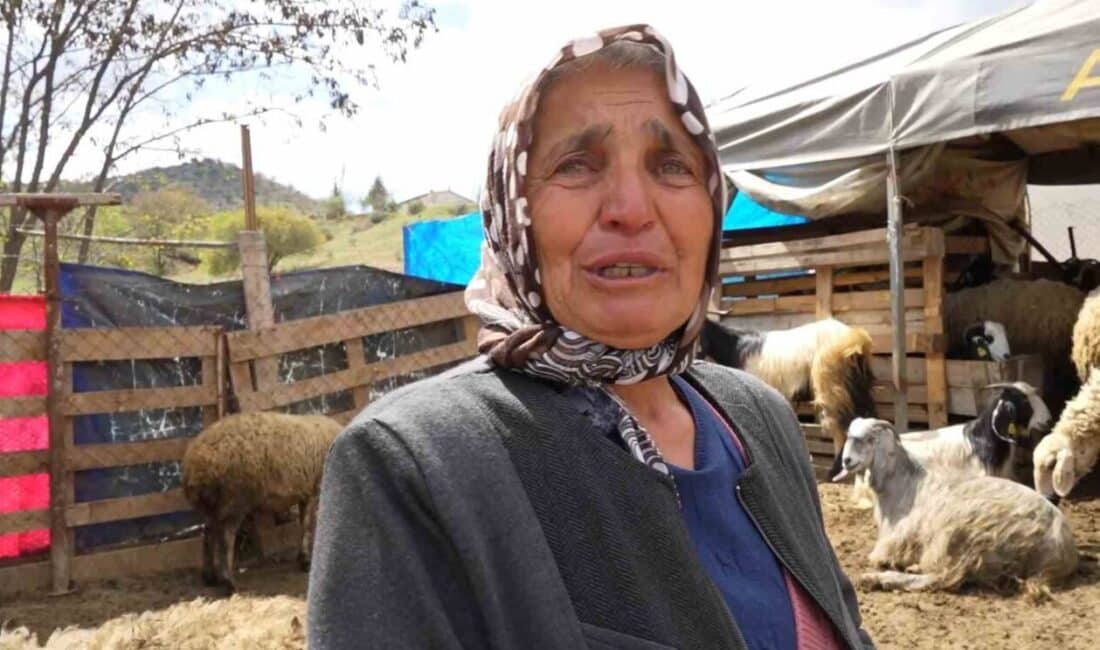 Kırıkkale'nin Bahşılı ilçesinde kurt saldırısında 24 küçükbaş hayvan telef oldu.