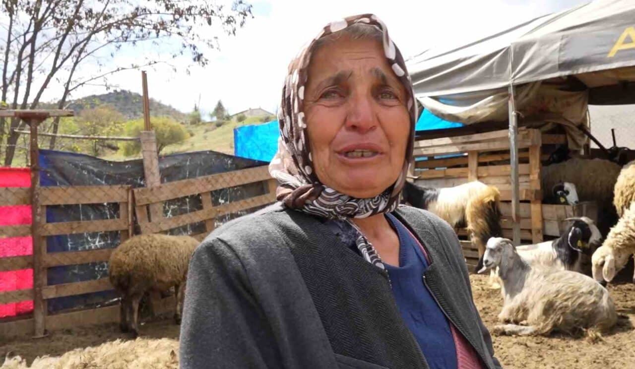 Kırıkkale'nin Bahşılı ilçesinde kurt saldırısında 24 küçükbaş hayvan telef oldu.