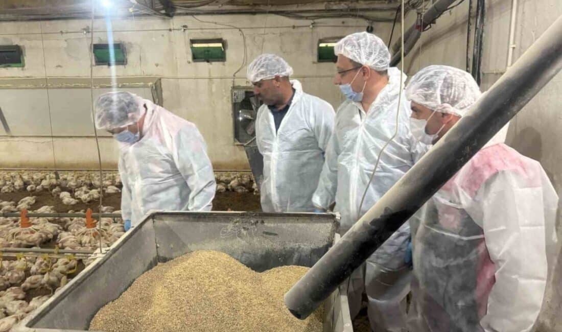 Erzincan'da broiler yetiştiriciliği 40 işletmede sürerken, Tarım ve Orman İl