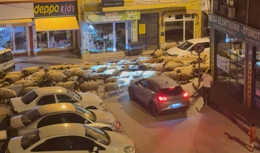 Tokat'ta baharın gelişiyle, geleneksel yayla göçü başladı. Küçükbaş hayvan sürüleri,