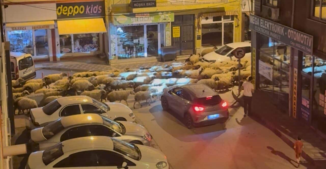 Tokat'ta baharın gelişiyle, geleneksel yayla göçü başladı. Küçükbaş hayvan sürüleri,