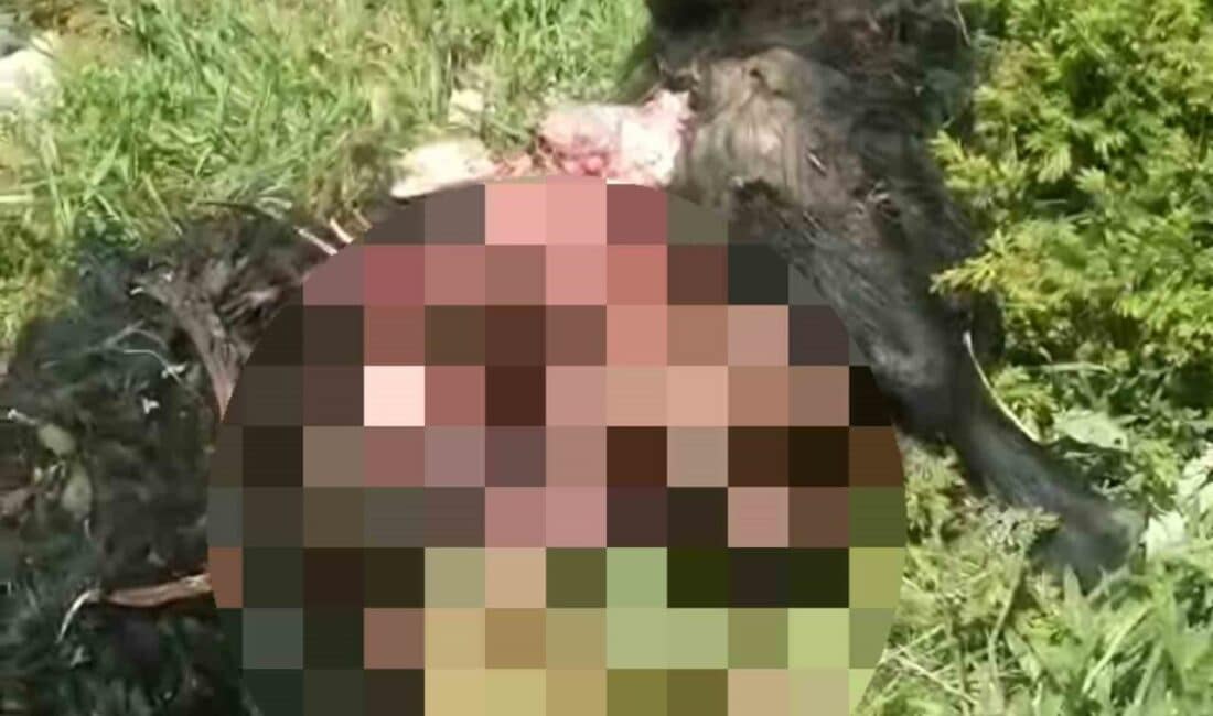Tunceli'nin Pülümür ilçesinde Binali Çetinkaya, hayvanlarına bakarken bir ayının saldırısında