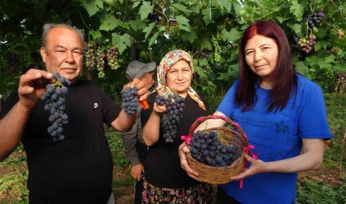 Mersin’de Kara Üzüm Hasadı Başladı, Üreticiler Ürünlerini Pazarla Buluşturuyor Mersin'de örtü altında yapılan kara üzüm hasadı başladı. Ziraat Mühendisi