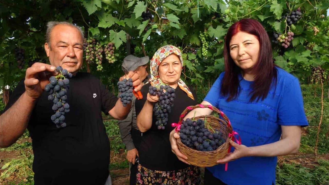 Mersin'de örtü altında yapılan kara üzüm hasadı başladı. Ziraat Mühendisi