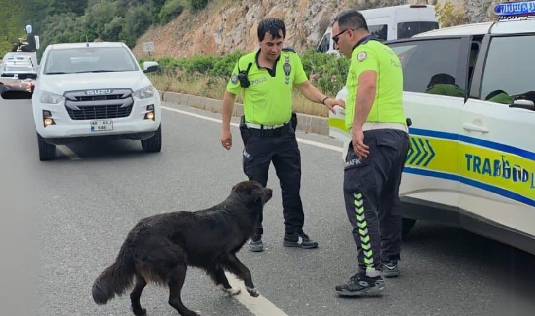 Muğla'nın Milas ilçesinde, üç aracın karıştığı zincirleme kazada bir kişi