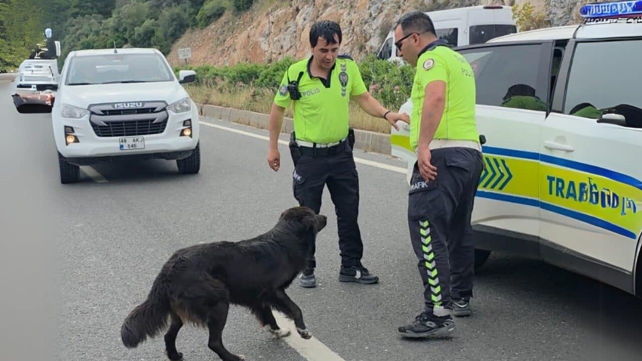 Muğla'nın Milas ilçesinde, üç aracın karıştığı zincirleme kazada bir kişi