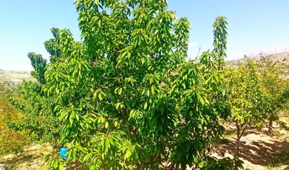 Malatya’da Don Sebebiyle Kiraz Yaprağına Yüksek Talep, Fiyatlar 400 Liraya Ulaştı Malatya'nın Yeşilyurt ilçesinde zirai don sonrası kiraz üreticileri, meyve kaybı