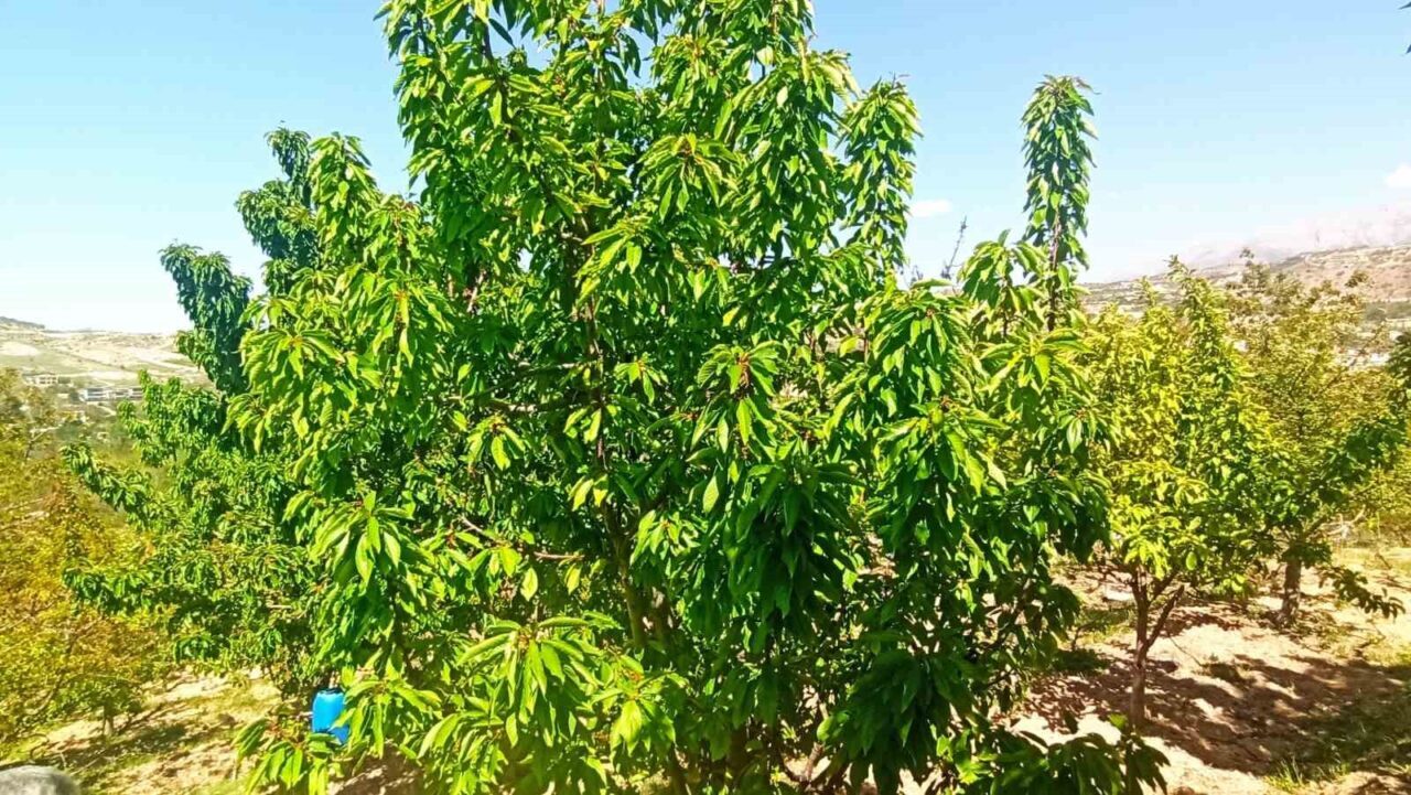 Malatya'nın Yeşilyurt ilçesinde zirai don sonrası kiraz üreticileri, meyve kaybı