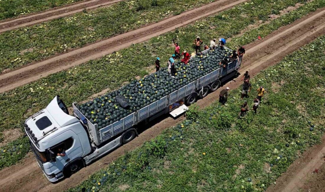 Adana'da karpuz fiyatları, tarlada 2,5 liraya düşerek ciddi bir düşüş