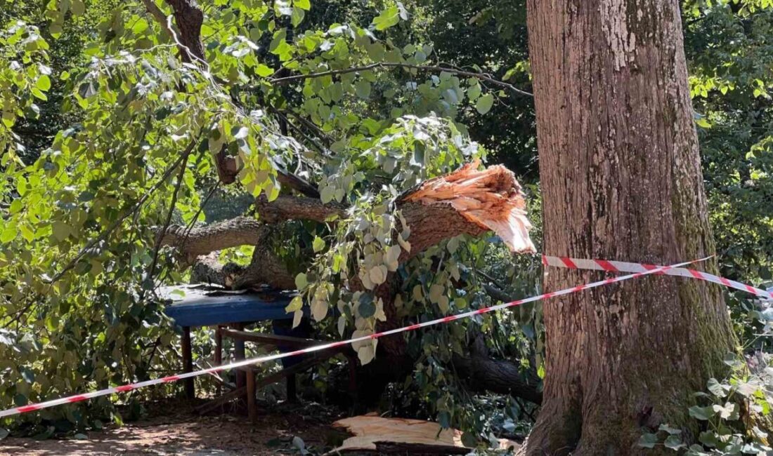 Beykoz'daki bir mesire alanında rüzgar nedeniyle devrilen 30 metrelik ıhlamur