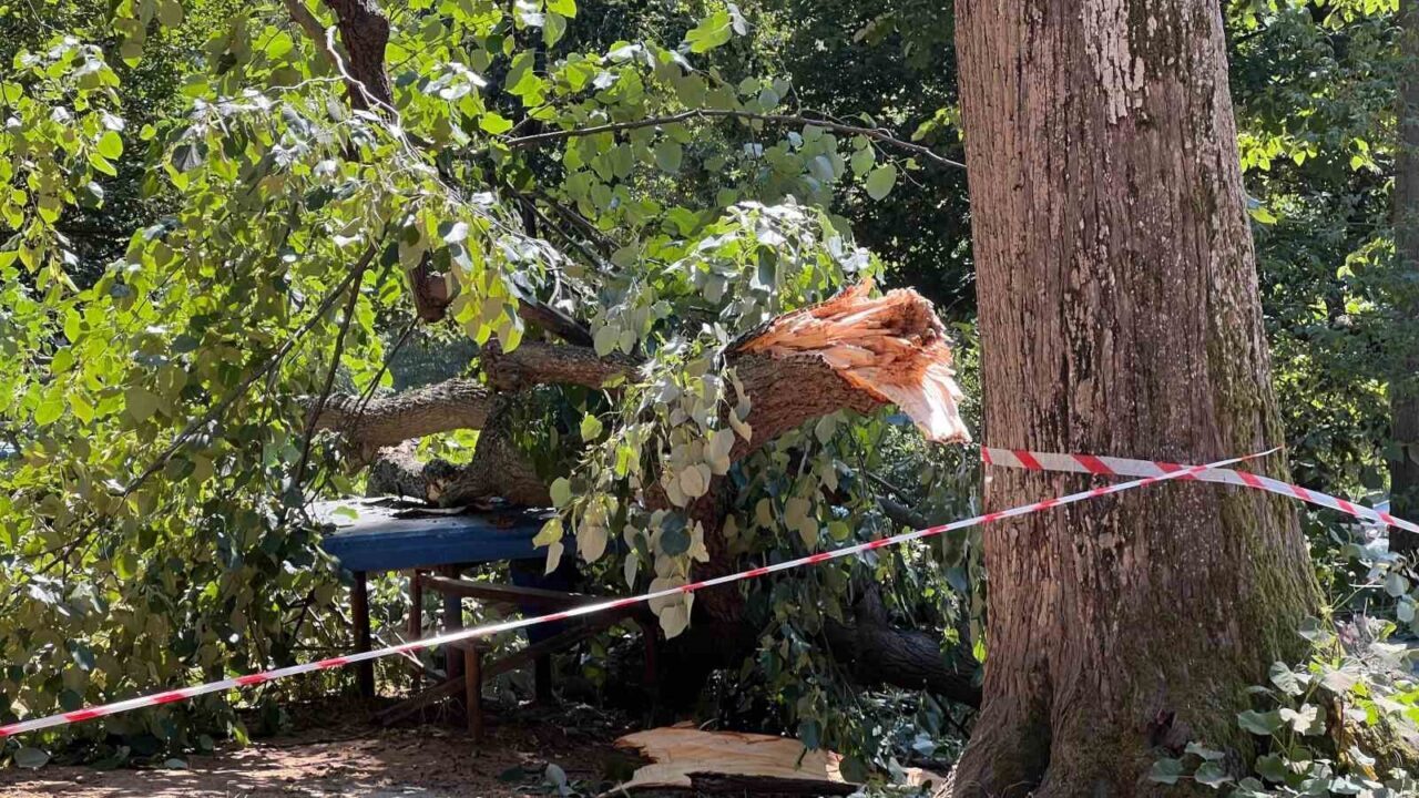 Beykoz'daki bir mesire alanında rüzgar nedeniyle devrilen 30 metrelik ıhlamur