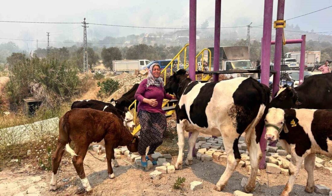 Hatay'ın Antakya ilçesindeki Karaali Mahallesi'nde çıkan orman yangını, Müzeyyen Doğru'nun