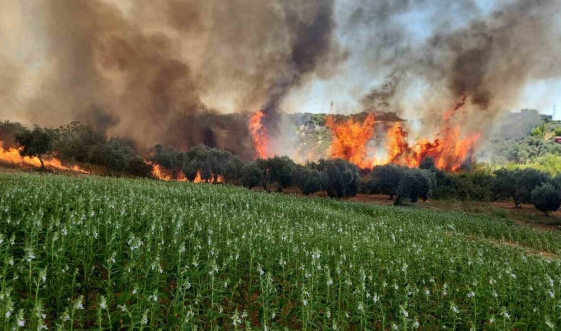 Antalya'nın Aksu ilçesi Hacıaliler Mahallesi'nde çıkan yangın, havadan ve karadan