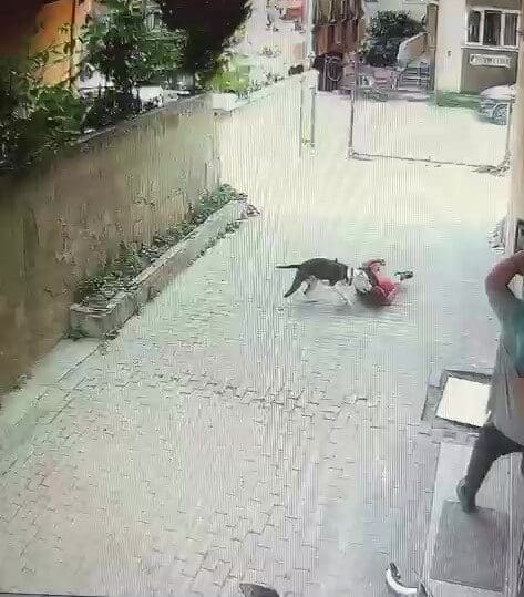 Ataşehir'de bir pitbull, sokakta oynayan iki çocuğa saldırdı. Bir çocuk