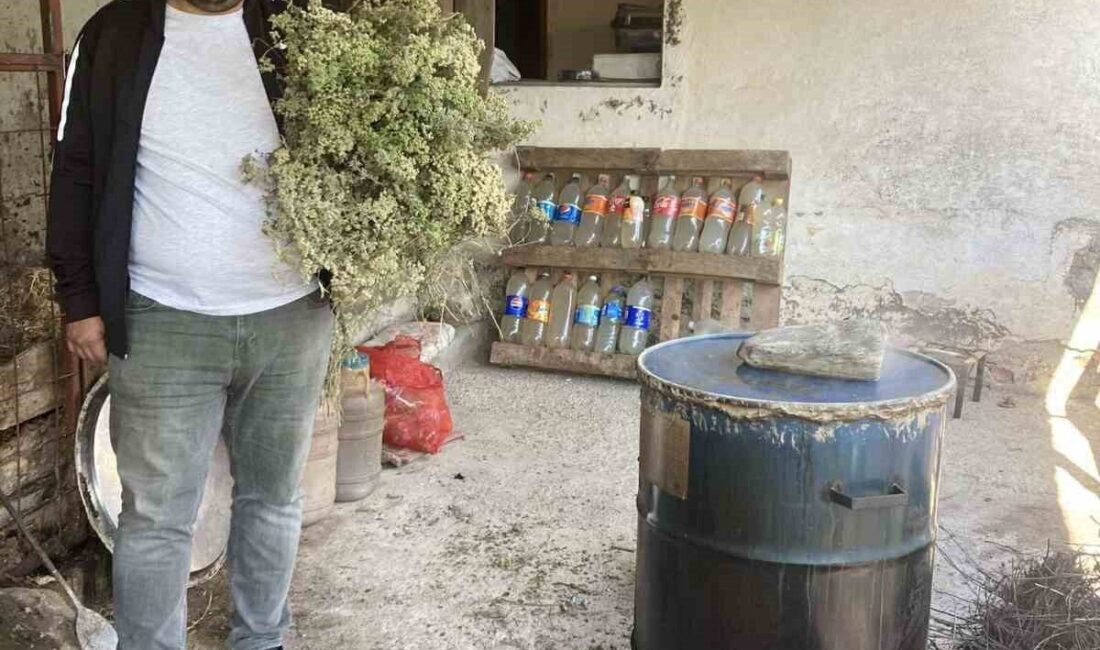 Aydın'da, haziran ayıyla birlikte kekik suyu çıkarma işlemleri başladı. Asırlık