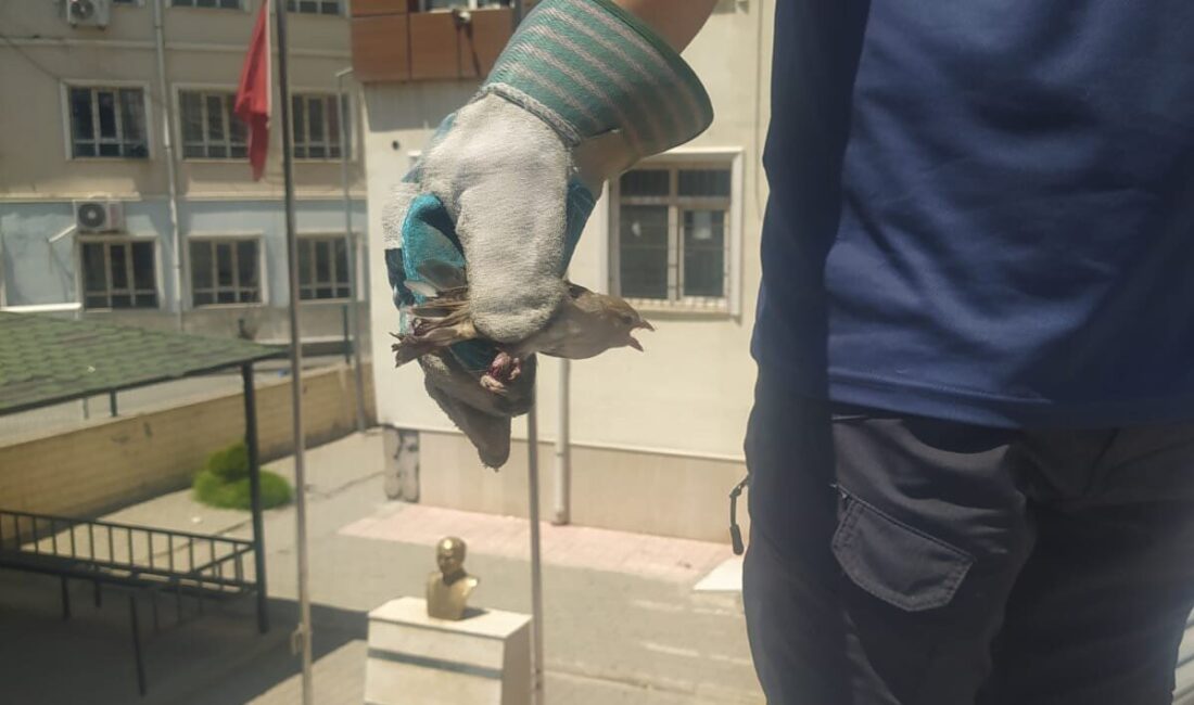 Batman'da bir kuş, ayağı tellere takıldı. Vatandaşların durumu 112 Acil