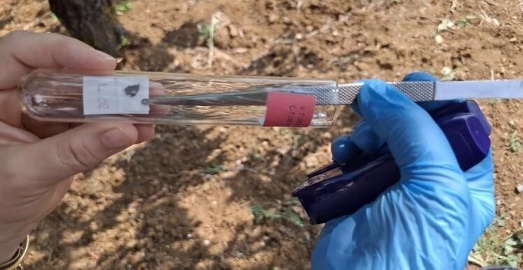 Bilecik İl Tarım ve Orman Müdürü Necmettin Yoldaş, kahverengi kokarca