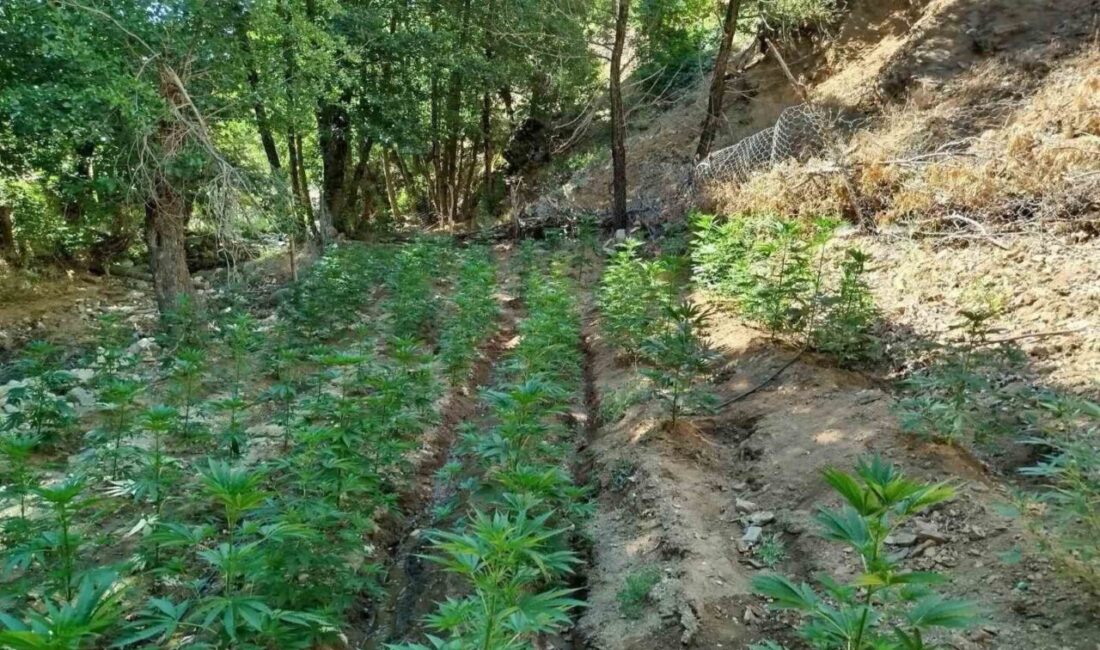 Bingöl'de jandarma, Genç ilçesi kırsalında yaptığı operasyonda toplamda 7.945 kök