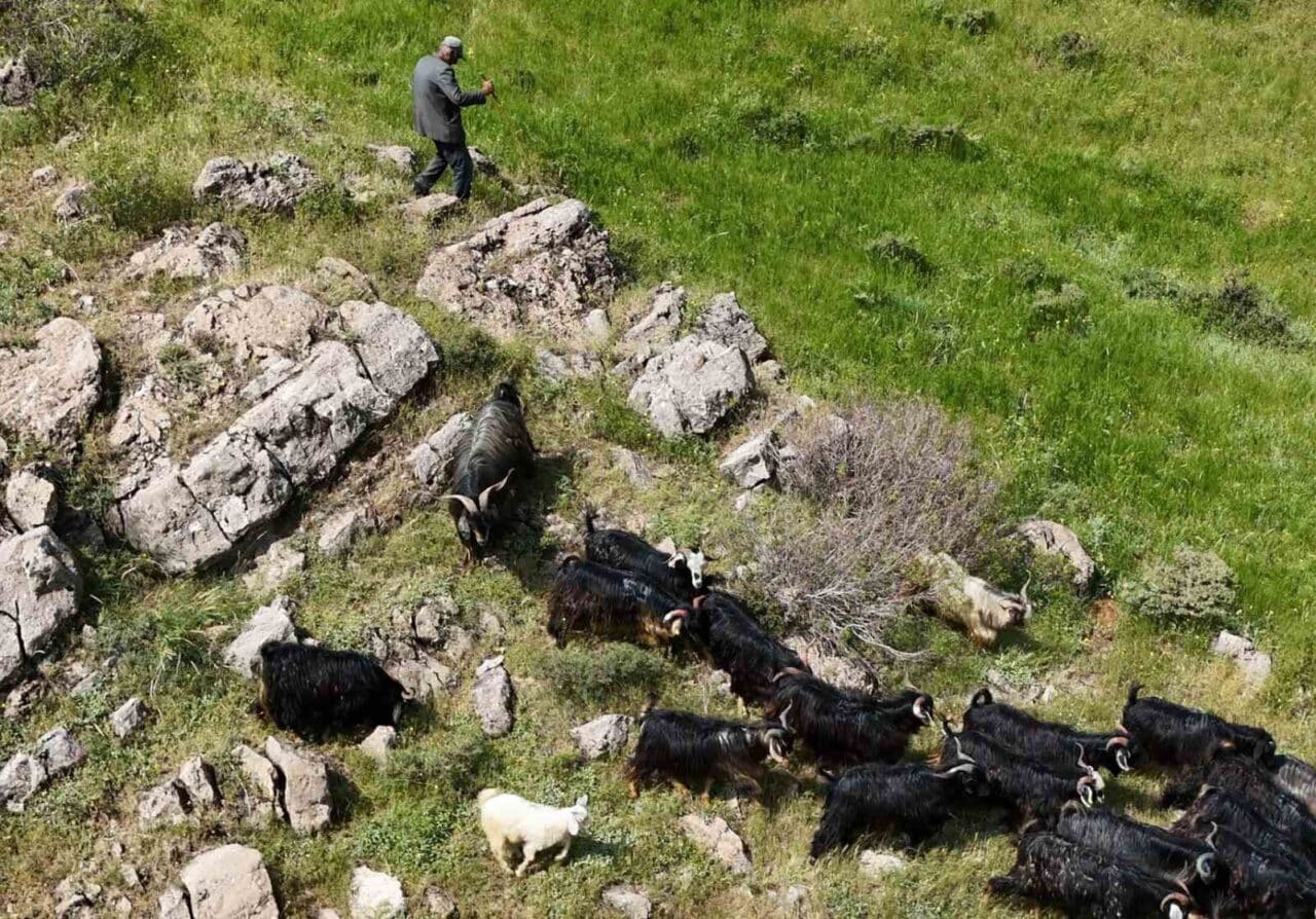 Bitlis'te Erdoğan Yaman'ın kaybolan 26 kurbanlık keçisi, arkadaşı Emrah Kendilci'nin
