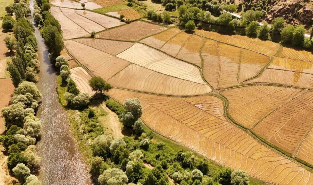 Bitlis'in Çeltikli köyünde, asırlık geleneklerle imece usulü çeltik ekimi yapılıyor.