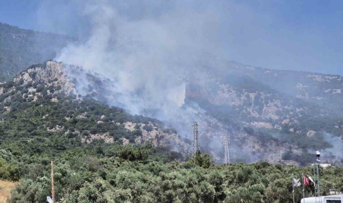 Bodrum'da, Ortakent Midtown AVM yakınındaki ormanlık alanda çıkan yangın, ilk