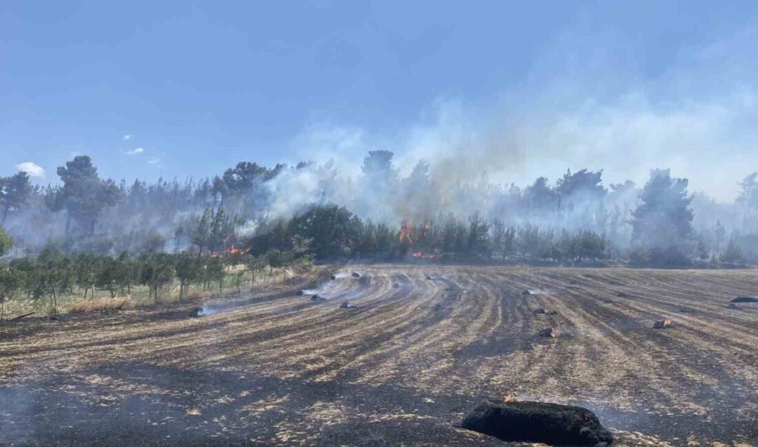 Çanakkale Erenköy'de tarım arazisinde başlayan ve ormana sıçrayan yangın, 14.30'da
